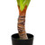 Potted Green Wide Leaf Taro Artificial Floor Plant - 51"
