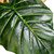 Potted Green Wide Leaf Taro Artificial Floor Plant - 51"