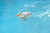 16" White Duck Floating Swimming Pool Chlorine Dispenser - IMAGE 2
