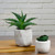 Artificial Potted Aloe Succulent in Cement Pot - 6" - IMAGE 2