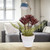 Succulent Fern in Ceramic Pot - 8" - IMAGE 2