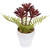 Succulent Fern in Ceramic Pot - 8" - IMAGE 5