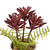 Succulent Fern in Ceramic Pot - 8"