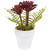 Succulent Fern in Ceramic Pot - 8"