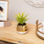 Artificial Agave Plant in Gold Ceramic Pot - 7" - IMAGE 1