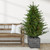 Real Touch™️ Pre-Lit Potted Deluxe Russian Pine Artificial Christmas Tree - 6' - Warm White LED Lights - IMAGE 1