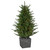 Real Touch™️ Pre-Lit Potted Deluxe Russian Pine Artificial Christmas Tree - 6' - Warm White LED Lights - IMAGE 2