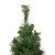 3' Black River Pine Artificial Medium Profile Christmas Tree, Unlit - IMAGE 3