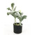 12" Potted Green and Black Artificial Fructus Forsythia Plant - IMAGE 1