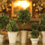 Artificial Boxwood Topiaries in Pots - 16" - Green and Cream - Set of 8 - IMAGE 2