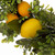 Greenery Lemon Artificial Christmas Wreath - 22-Inch, Unlit - IMAGE 4