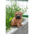 Shar Pei Puppy Outdoor Garden Statue - 6.25" - IMAGE 5