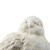 15.25" Cream White Distressed Classic Vintage Style Large Bird Figurine - IMAGE 6