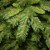 12' Slim Tiffany Fir Artificial Christmas Tree, Unlit - IMAGE 3