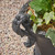 19.25" Black Multi Purpose Outdoor Patio Urn Planter - IMAGE 4