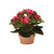 Potted Kalanchoe Artificial Floral Plants - 7” - Pack of 4 - IMAGE 4