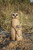 10" Mother and Baby Meerkat Outdoor Garden Statue - IMAGE 6