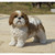 13" Standing Shih Tzu Puppy Outdoor Garden Statue - IMAGE 5