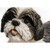 14.5" Black Lying Puppy Shih Tzu Outdoor Garden Statue - IMAGE 5