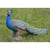 20.75" Small Peacock Outdoor Garden Statue - IMAGE 2
