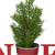 Potted Faux Pine in Metal "NOEL" Planter Christmas Decoration - 13" - Red - IMAGE 5