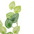 Artificial Peperomia Watermelon Leaves Spray  - 16" - Green - IMAGE 4