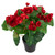 11" Red Potted Silk Begonia Spring Artificial Floral Arrangement - IMAGE 1