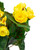 11" Yellow Potted Silk Begonia Spring Artificial Floral Arrangement - IMAGE 4