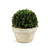 Large Boxwood Ball Topiary with Pot - 30" - Cream and Green - IMAGE 1