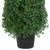 18" Pre-Lit Artificial Boxwood Cone Topiary Tree with Round Pot, Clear Lights - IMAGE 5