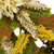 Hydrangea, Pib Berry and Maple Floral Artificial Fall Harvest Garland - 5' x 10"
