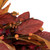 Berries with Leaves Artificial Fall Harvest Twig Wreath, 24-Inch, Unlit - IMAGE 2