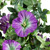 Petunia Artificial Floral Bush Spray - 20" - Purple - IMAGE 6