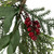 Mixed Pine Foliage and Berries Star Hanging Christmas Ornament - 11" - IMAGE 5