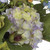 20" Purple Hydrangea Artificial Floral Centerpiece - IMAGE 3