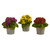Set of 3 Artificial Kalanchoe Arrangements in Decorative Pot 9" - IMAGE 5