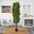7' Bamboo Japonica Potted Silk Tree - IMAGE 2