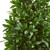 4' Artificial Bay Leaf Topiary Tree in Black Pot - IMAGE 4