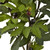 2.75' Artificial Fig Tree in Black Pot - IMAGE 4