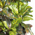 3' Artificial Croton Silk Tree in Black Pot - IMAGE 4