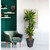 5.5' Cornstalk Dracaena Artificial Plant in Slate Planter - IMAGE 3