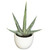 Set of 3 Artificial Agave Plants with White Pot 8.5" - IMAGE 4