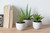 Set of 3 Artificial Agave Plants with White Pot 8.5" - IMAGE 6