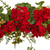 32" Geranium and Berry Artificial Christmas Swag, Unlit - IMAGE 2