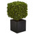 27" Artificial Outdoor Boxwood Plant with Black Planter - IMAGE 1