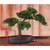 16" Artificial Cedar Bonsai Silk Plant - IMAGE 2
