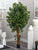 6' Ficus Silk Artificial Tree in a Black Pot - IMAGE 5