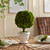 Boxwood Single Ball Topiary with Pot - 9" - Green and White - IMAGE 3