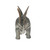 31" Stegosaurus Dinosaur Outdoor Garden Statue - IMAGE 4