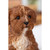 6.25" Sitting Brown Baby Cavapoo Outdoor Garden Statue - IMAGE 2